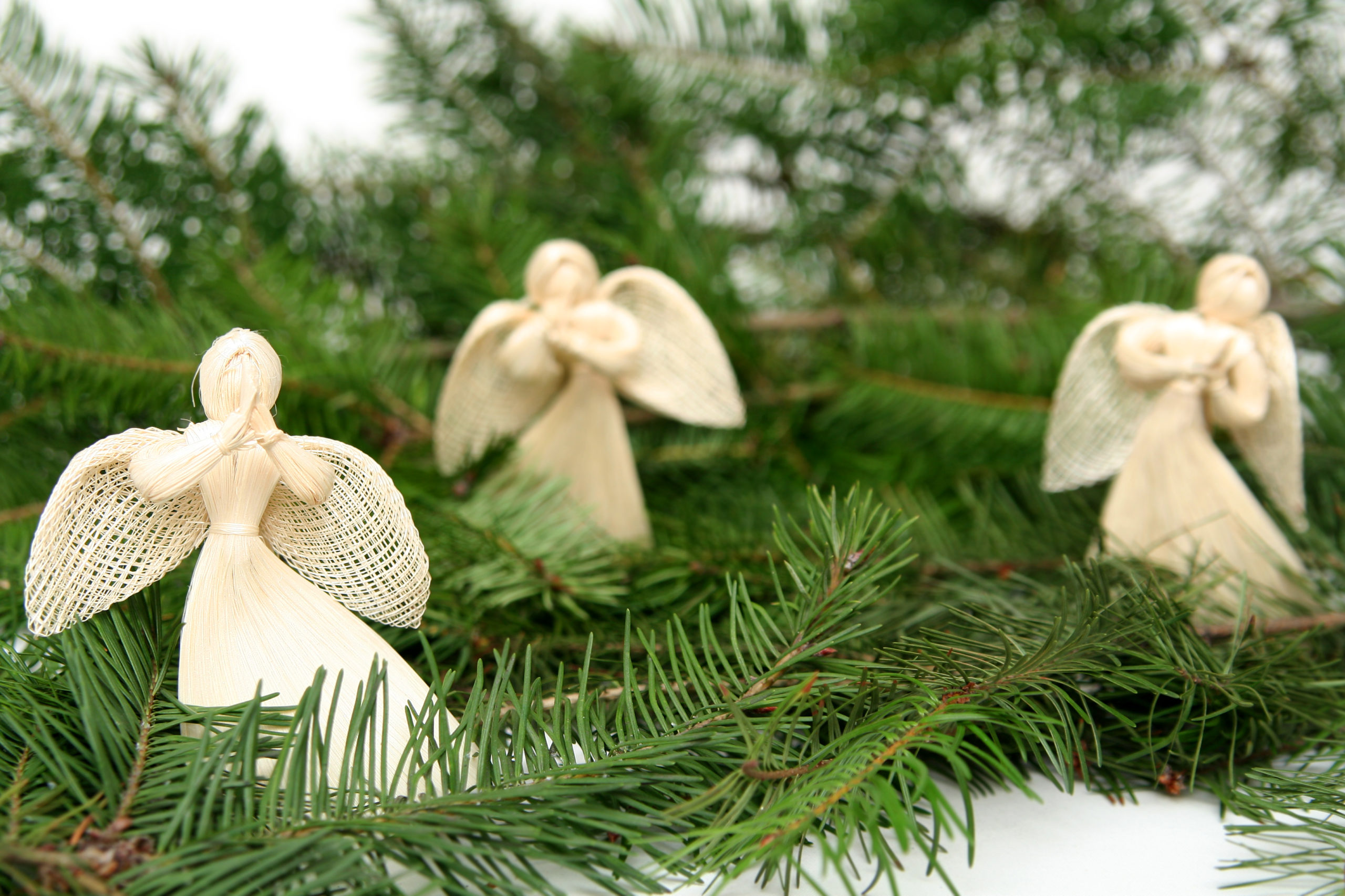 Angels in evergreen branch